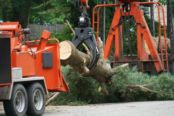 Best Palm Tree Trimming  in Wayland, MI